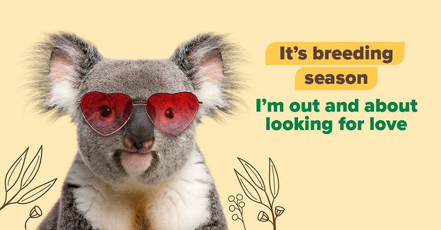 A koala with love-heart sunglasses on with the text 'I'm out looking for love'