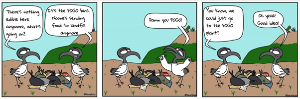 A comic strip where ibis say 'damn you FOGO'