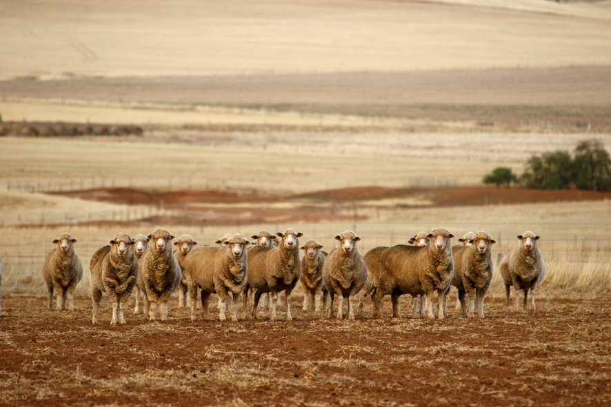 Sheep in drought