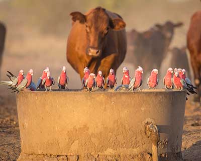 Image of galahs standing on water trough with cow in background